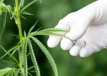 Generally Recognized as Safe