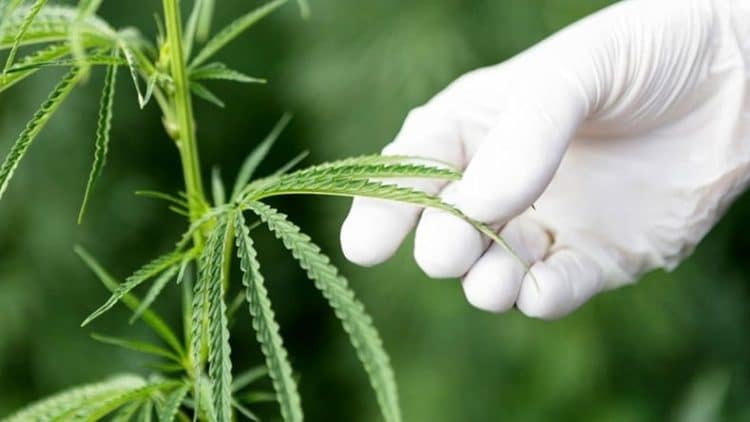 Generally Recognized as Safe