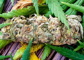 GB Sciences Obtains Exclusive License for Patented Oral Thin Film Technology Containing Cannabis and Hemp-Derived Ingredients