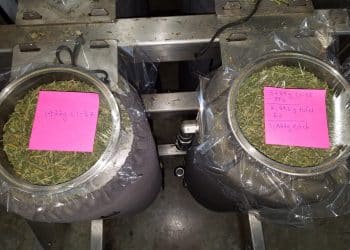 Turns Out, Size Does Matter