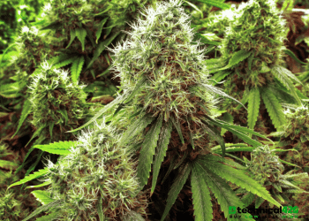 Supreme Cannabis Announces Exclusive Partnership with PAX Labs