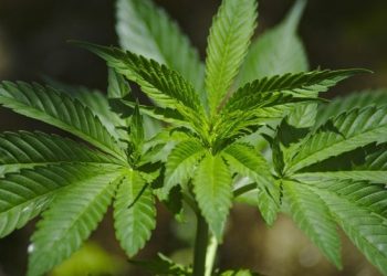 Diversey and Advanced Extraction Systems Inc. unveil game changing Clean-In-Place (CIP) system