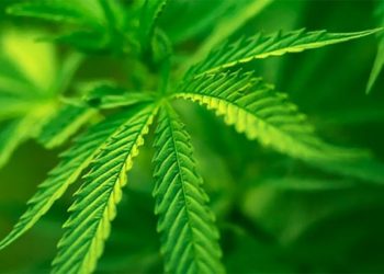 Intrexon Corporation and Surterra Wellness Partner in $100mm Deal to Advance Commercial Scale Fermentation-based Cannabinoid Production