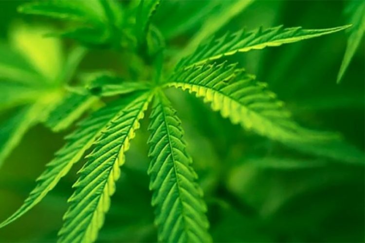 Intrexon Corporation and Surterra Wellness Partner in $100mm Deal to Advance Commercial Scale Fermentation-based Cannabinoid Production