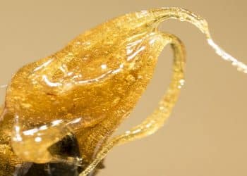 Valens substantially increases annual extraction capacity to 425,000KG with plans to increase capacity to over 1,000,000KG