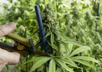 Indigenous-led Investment Group Partners with Peguis First Nation to Bring Legal Cannabis to Indigenous Communities