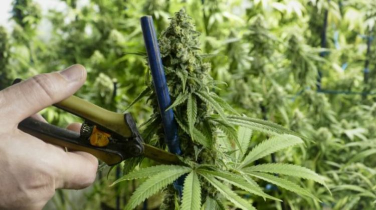 Indigenous-led Investment Group Partners with Peguis First Nation to Bring Legal Cannabis to Indigenous Communities