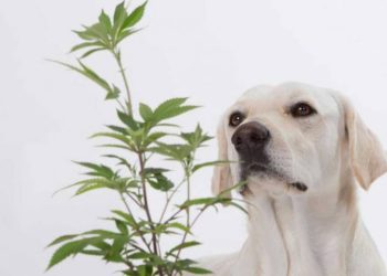 Clinical Trial at the University of Pennsylvania’s School of Veterinary Medicine to Study Effectiveness of Cannabinoids to Treat Dogs for Joint Immobility Using Dixie Brands’ Therabis Formulation
