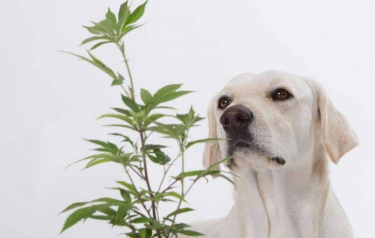 Clinical Trial at the University of Pennsylvania’s School of Veterinary Medicine to Study Effectiveness of Cannabinoids to Treat Dogs for Joint Immobility Using Dixie Brands’ Therabis Formulation