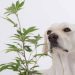 Clinical Trial at the University of Pennsylvania’s School of Veterinary Medicine to Study Effectiveness of Cannabinoids to Treat Dogs for Joint Immobility Using Dixie Brands’ Therabis Formulation