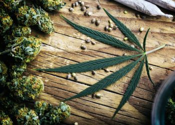 Efficient Extraction of Cannabis Plant Material