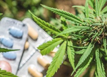 Study: Adult Use Retail Customers Frequently Substitute Cannabis for Opioids, Other Prescription Drugs