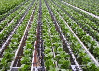 Cannabis Waste Management