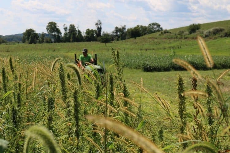 Charlotte’s Web Announces Research Initiative with Rodale Institute and Natural Care to Pioneer Regenerative Hemp Agriculture In North America