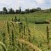 Charlotte’s Web Announces Research Initiative with Rodale Institute and Natural Care to Pioneer Regenerative Hemp Agriculture In North America