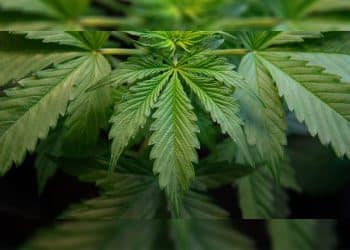 Results from recent study reveal that the polarization process increases COX 2 Inhibition by 572%