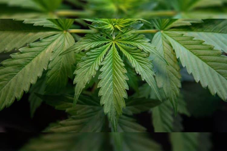 Results from recent study reveal that the polarization process increases COX 2 Inhibition by 572%