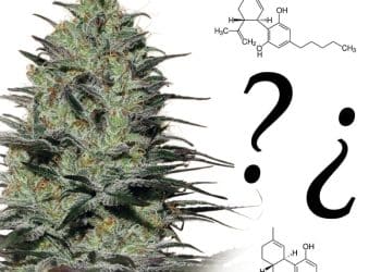Buddha Seeds on THC:CBD Ratios for Maximum Therapeutic Benefit