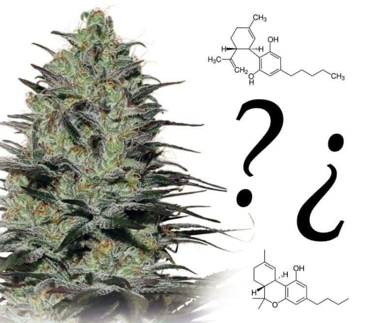 Buddha Seeds on THC:CBD Ratios for Maximum Therapeutic Benefit