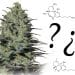 Buddha Seeds on THC:CBD Ratios for Maximum Therapeutic Benefit