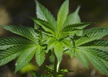 North America cannabis industry is expected to reach $36.7 billion in 2025