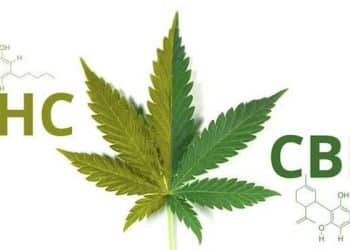 Exploring the Ratio Between CBD and THC