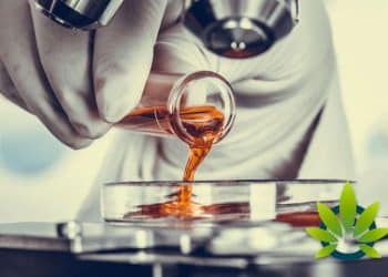 Different CBD Extraction Processes Means Different CBD Products of Varying Potency and Quality