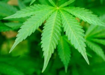 Flow Kana Offers Exclusive THCV-Rich Cultivar Through Flow Kana Limited Edition Series in California