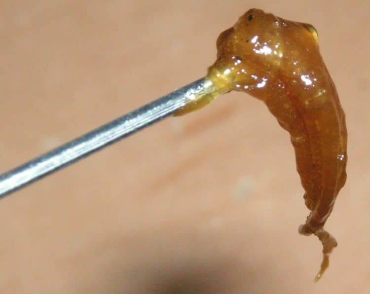 Residual Solvents: Detrimental Effects on Both Health and Quality of Products