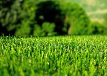 Pure Green LLC Awarded Its First Patent for Proprietary Cannabis Freeze Dry and Supercritical CO2 Extraction Process