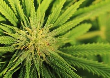 Federal Legislation to Facilitate Interstate Cannabis Commerce Introduced