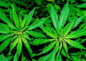 The Trouble with the Slit in the Drapes: The Chemovar & Anxiety