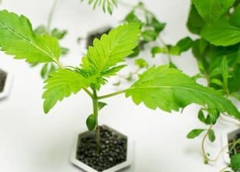 Charlotte’s Web Hemp CBD Topical Products Expanding to 1,350 Kroger Stores Across 22 States