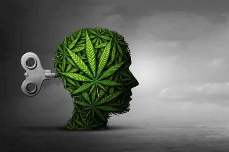 Study: Adolescent Cannabis Exposure Not Associated with Structural Brain Differences in Adulthood