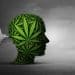 Study: Adolescent Cannabis Exposure Not Associated with Structural Brain Differences in Adulthood