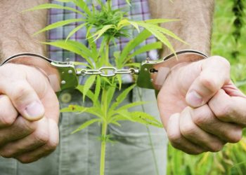 DEA Made Fewer Cannabis Seizures In 2018, But Also Made Far More Arrests