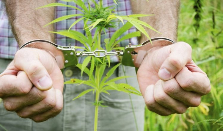 DEA Made Fewer Cannabis Seizures In 2018, But Also Made Far More Arrests