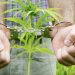 DEA Made Fewer Cannabis Seizures In 2018, But Also Made Far More Arrests