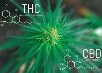 Despite the Ensemble Effect, Some Companies Might Want THC-Free Products