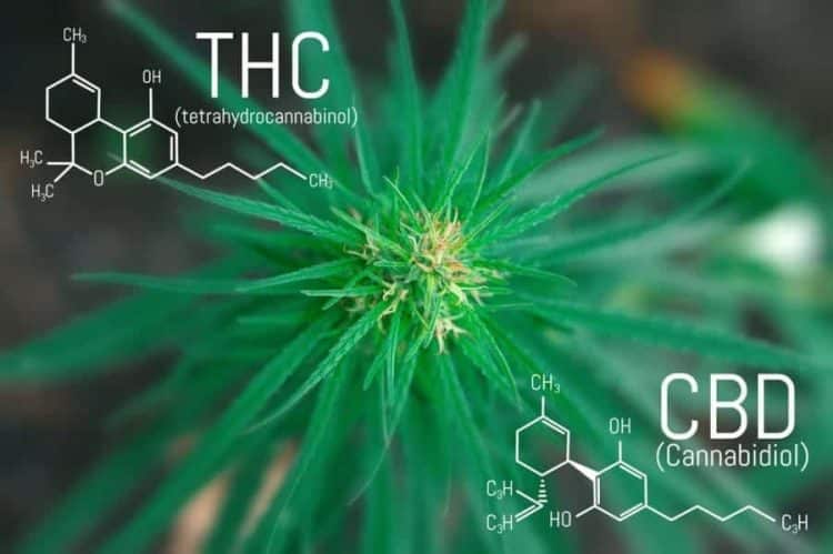 Despite the Ensemble Effect, Some Companies Might Want THC-Free Products