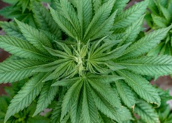 The Legal Regulations of Cannabis Extraction