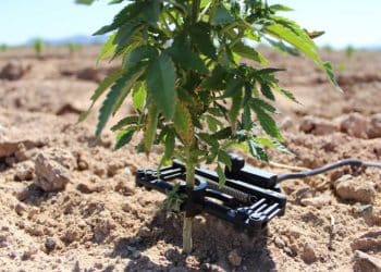 Integrated CBD Sets Sustainable Hemp Farming Standards with Completion of Precision Irrigation Technology Installation