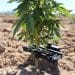 Integrated CBD Sets Sustainable Hemp Farming Standards with Completion of Precision Irrigation Technology Installation