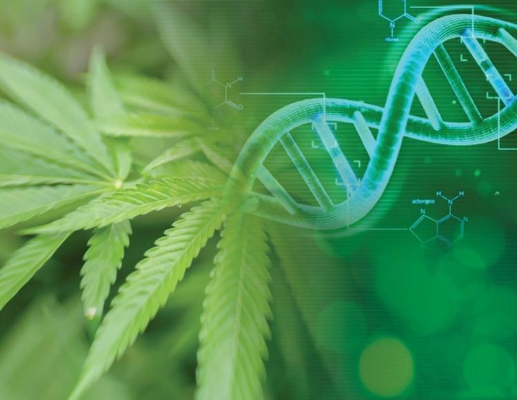 Medicinal Genomics Announces Raphael Mechoulam, the Father of Cannabis Research, Will Headline CannMed 2019, September 23-24, in Pasadena, CA