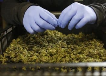 Thailand Removes Cannabis Extracts from List of Illegal Narcotics