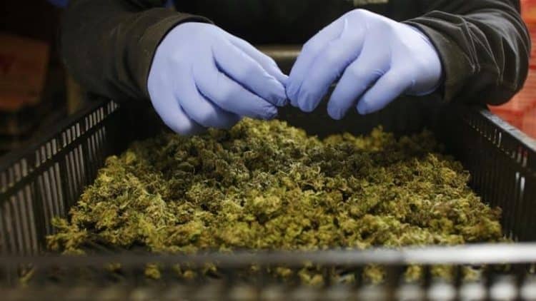 Thailand Removes Cannabis Extracts from List of Illegal Narcotics