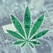 What Role Does Technology Play in Cannabis Industry Growth?