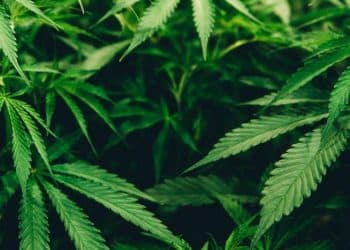 SAFE Banking Act Will Increase Transparency, Safety, and Access to Capital, says NCR