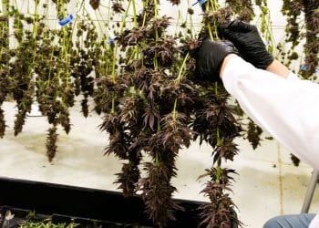 Cannavative: Innovation Through The Scientific Method