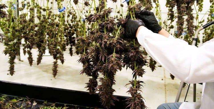 Cannavative: Innovation Through The Scientific Method